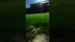 Странное, длинноногое существо попало в прямую трансляцию тик-ток 