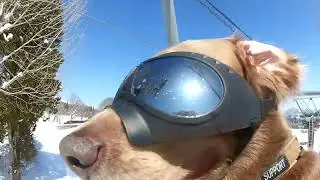 愛犬とスノボ