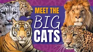 Meet the Big Cats | Fun Facts About Leopards, Tigers, Lions, Snow Leopards & Jaguars