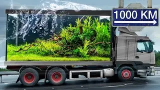 Epic Journey: Moving 7 Planted Aquariums 1000 KM!