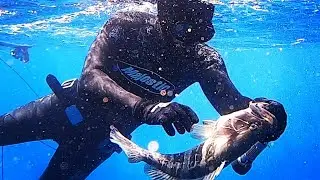 Spearfishing - Zıpkınla Balık Avı White - Dusky Grouper - Mullet - Beyaz Lahos - Orfoz - Kefal -