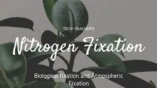 Nitrogen Fixation 
