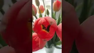 Дачные тюльпаны 