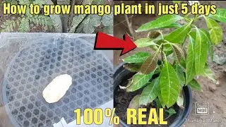How to grow mango plant from seed || easy and fastest method ||