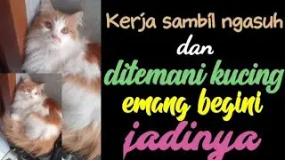 💚Kerja Sambil Ngasuh Dan Ditemani Kucing Emang Begini Jadinya