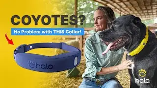 Halo Collar Review: How The Halo Collar Turned My Dog Into A 24/7 Livestock Guardian!
