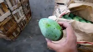 MANGGA ALPUKAD ISTIMEWA #kamilbuah