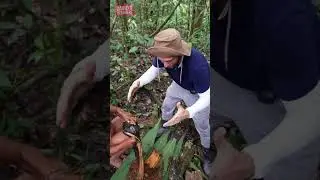 Hunting with Lost Amazon Tribe in the Jungle