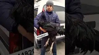 гигант кора шахзодани хакикий гиганти томоша Андижон шахарда