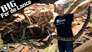 Lightning Fast Feeding Strikes of a HUGE Fer-de-Lance