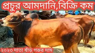 @10/5/2023/প্রচুর আমদানি থাকলেও বিক্রি কম/২০২৩ কোরবানি উপযোগী সার গরুর দাম/cow market 2023/ox price