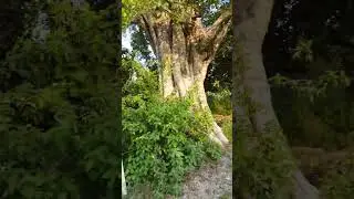 Loquat Trees Garden