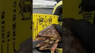 Measuring Crabs A Waste of Time?