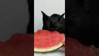 Cat's #cat #cutespets #funny #cutecat
