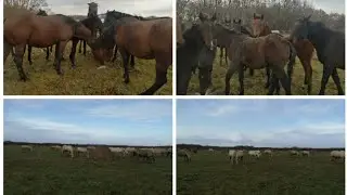 Лошади // табун лошадей татарской породы///