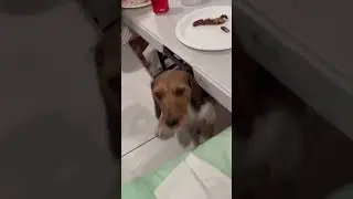 Hungry George 😋 #shortsfeed #dog #doglover #animals #trending #love