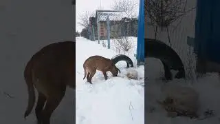 Рыжий скиталец