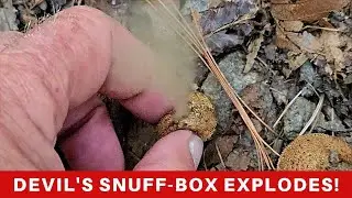 Edible Warted Puffballs, how to positively identify, and when to eat!