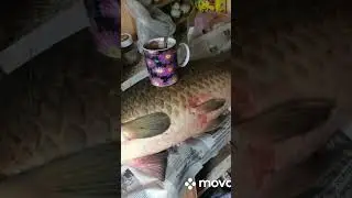 Сазан 12,5 кг. !!!