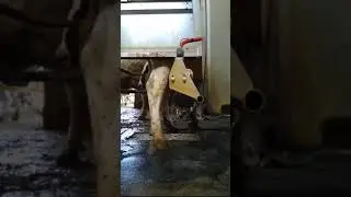Robot de muls vaci