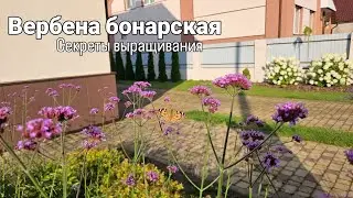Verbena bonariensis. Secrets of growing