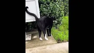 My Neighbors Cat, Momo😼