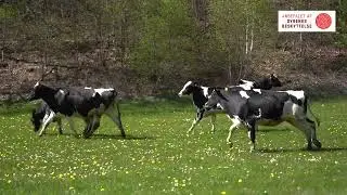 Glade køer kommer på græs
