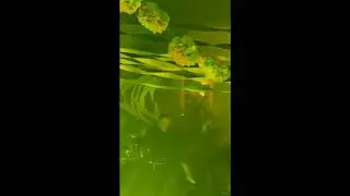 The Dialectic - How It Ends - Live Clip (San Angelo TX)