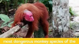most intelligent monkey in the world | Monkey dance | monkey funny video