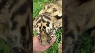 Cute small tigers sleeping in garden | #tiger #animals #tigerlovers