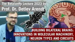 BUILDING BILATERAL BRAINS | Bertalanffy Lecture 2024 with Detlev Arendt (for scientists)