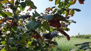 Фундук для средней полосы России. Обзор.