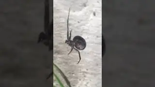 False Widow Spinning Silk On Grass