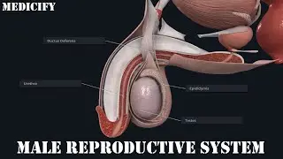 Male Reproductive System