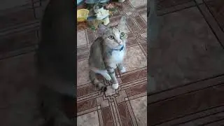 🐈 🐈