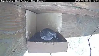 Visszatéert a Rozsdafarkú pár / The Black-redstart couple is back