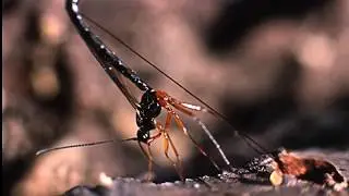 Rhyssa persuasoria laying eggs, sabre wasp, stor sabelhveps, snyltehveps