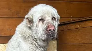 Ужин белого Барона