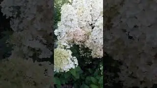 Hydrangea Bobo /Bobo 