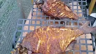 Правильный и полный процесс копчения крупного леща! И шашлык из свиной шеи!