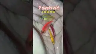Quá trình phát triển của Cá Cánh Bườm như thế nào ? Nhớ xem hết clip #bettasales #traicabetta