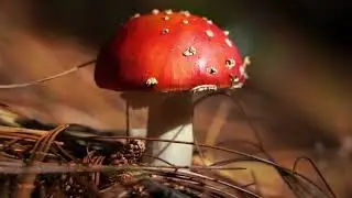 Small, Yet Dangerous: Too Many Israelis are Poisoned by Wild Mushrooms