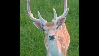 Cамые эпичные олени в команде!!!