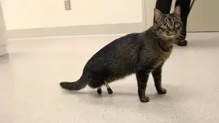 Vincent Cat with 3D Printed Legs