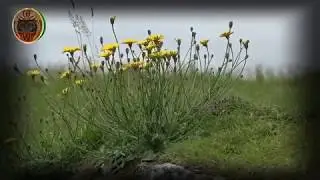 Князь тишины-Некогда жить (клип)