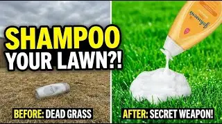 YOU Should SHAMPOO Your Lawn Here’s Why!