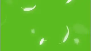 Free Green Screen Falling Feathers 🪶 ❤