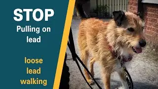 Train your DOG to STOP PULLING on lead | Puppy basics | No pulling | Loose Leash Training