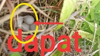 part 1 🕊️tips !!! mencari sarang burung emprit, emprit gacor,burung pipit,jawa,kaji