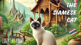 History & Facts About Siamese Cats